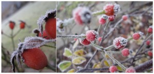Winter2014-3